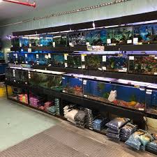 Pet services & stores brooklyn free classified ads. Petland Discounts Pet Store In Brooklyn