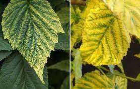 Check spelling or type a new query. Yellow Raspberry Leaves In Spring Raspberry Leaves Turn Yellow What To Do