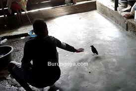 Lanjutkan membaca untuk mendapatkan arahan untuk membangun. 8 Jenis Burung Ini Masuk Rumah Pertanda Baik Atau Buruk Burungnya Com