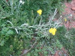 Image result for Conyza limosa