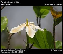 Image result for Adenia gummifera