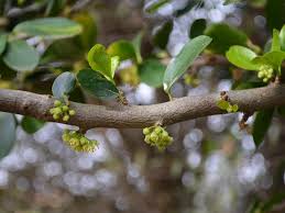 Image result for Dovyalis hispidula