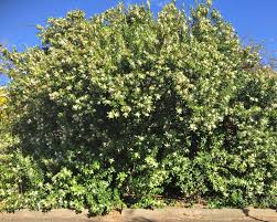 Image result for Acokanthera oblongifolia