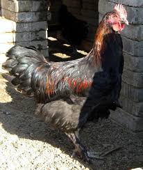 The black copper maran is a lightly feather legged bird. 3 French Black Copper Marans Cockerels Breeders Culls Show Lines For Home Flock Dark Egg Layers Backyard Chickens Learn How To Raise Chickens