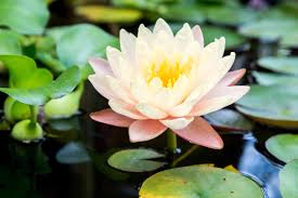 We did not find results for: Water Lily Indoor Plant Care Growing Guide