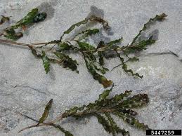 Image result for Potamogeton crispus