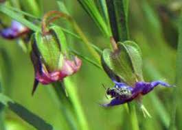 Image result for Trichodesma physaloides