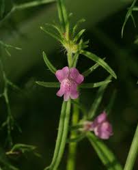 Image result for Misopates