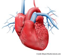 blood flow through the heart