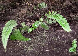 Image result for Asplenium monanthes