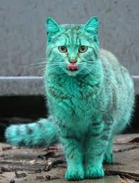 Yeni Fenomenimiz Yesil Kedi Ve Akillara Zarar Hikayesi Cok Sirin Hayvanlar Guzel Kediler Kedi