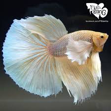 Facebook Com Fgbetta Ikan Cupang Binatang Ikan