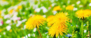 I papaveri sono tra i più famosi fiori spontanei esistenti al mondo. 10 Erbe Selvatiche Da Raccogliere E Cucinare Ecobnb