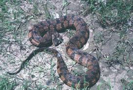 Snakes Of Louisiana Louisiana Department Of Wildlife And