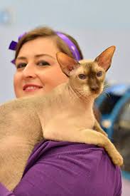 Meet the rare breeds of feline featured at Walton's cat show