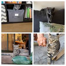 See everything that's on sale! Hcal On Twitter Stop By Whole Pets Market In Bayonne Til 2pm Today For The Grand Opening Meet 9 Month Old Siblings Lexie Grey And Willy Striped Tabby They Were Part