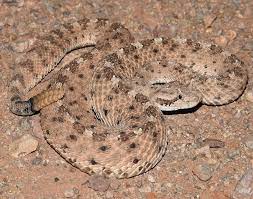 Sidewinder Crotalus Cerastes Cercobombus Snake Pit Viper Reptiles
