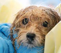 Puppies have helped the barfield's adopt 5 children from different countries around the world like india, china, and kyrgyzstan. Bc Spca Rescues 45 Havanese Dogs On Vancouver Island Bc Spca