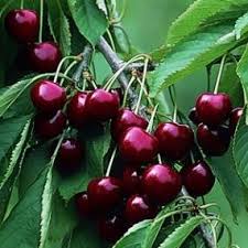 Commercial cherries are obtained from cultivars of several species, such as the sweet prunus avium and the sour prunus cerasus. Black Gold Sweet Cherry Tree Fruit Plant Seed Pack Delicious Fruit Easy To Grow Buy Online In Slovakia At Slovakia Desertcart Com Productid 6082914