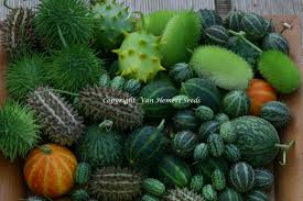 Image result for Cucumis