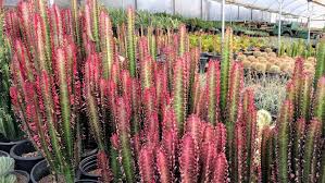 Image result for Euphorbia rubriflora