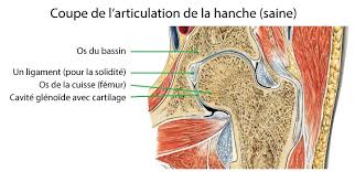 L'acide hyaluronique (du grec hyalos = « vitreux » et « uronique » parce qu'il a d'abord été isolé de l'humeur vitrée et qu'il possède un haut taux d'acide uronique) est un glycosaminoglycane, non fixé à une protéine centrale et réparti largement parmi les tissus conjonctifs, épithéliaux et nerveux. Arthrose De La Hanche Exercices Symptomes Remede