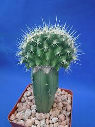 Kup golden barrel cactusna ebay. Golden Barrel Echinocactus Grusonii Cactus Crest 2 5 Wide Grows Fast V2 Ebay