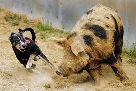 Buy now & take immediate ownership A Plague Of Pigs In Texas Science Smithsonian Magazine