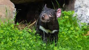 The tasmanian devil, commonly referred to as taz, is an animated cartoon character featured in the warner bros looney tunes and merrie melodies series of cartoons. E6xswcnmpfi3cm