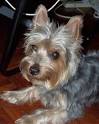 Silky Terrier Puppies for Sale from Reputable Dog Breeders