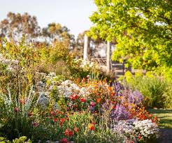 All plants need water to survive, but some can also do well without frequent irrigation! Hardy Plants That Can Survive Drought And Frost In Australia Country Style
