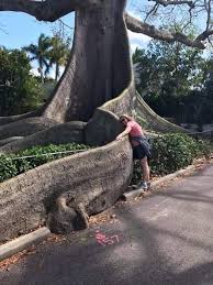186 years old Kapok Tree in Palm Beach, Southern Florida. 🌳 🌳