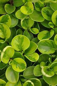 Check spelling or type a new query. Peperomia Obtusifolia Lime Peperomia Variegated Plants Plants