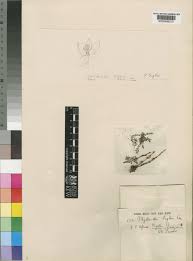 Image result for Phyllanthus engleri