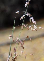 Image result for Ehrharta