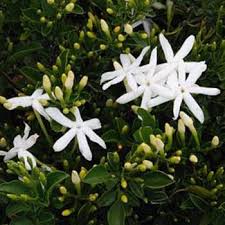 Image result for Jasminum bakeri