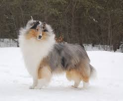 Buy and sell on gumtree australia today! Rough Collie Breeders Wyndlair Collies