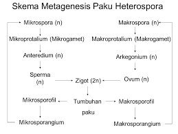 Check spelling or type a new query. Plantae Dunia Tumbuhan Plantae Dunia Tumbuhan Ppt Download
