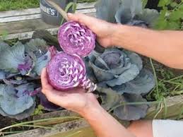 We did not find results for: How To Grow Red Cabbages Vegetable Gardening