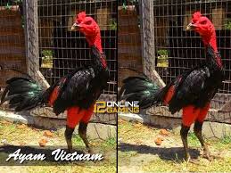 Judi sabung ayam online filipina s1288. Sejarah Ayam Aduan Vietnam Berita Sabung Ayam