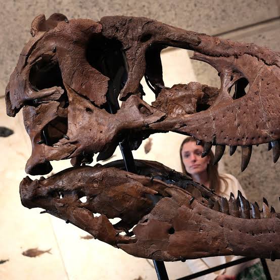 T. rex fossil named 'Gus' becomes the most expensive dinosaur sold at  auction | Scientific American