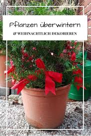 Pflanzen Mithilfe Von Tannenzweigen Uberwintern Und Weihnachtlich Dekorieren Eine Einfache Idee In 2020 Dekorieren Pflanzen