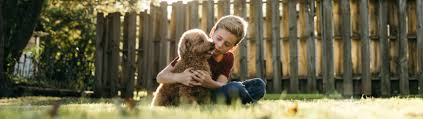 It covers anything related to accidents and illnesses, including chronic conditions like. Pet Insurance For Your Dog Cat Progressive