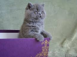 It is recommended to comb once a week or every two weeks with a metal comb to keep the hair looking smooth and luxurious > care products: My Exotic Furs Exotic Shorthair Persians