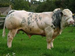 Belgian blue the belgian blue breed is a breed of cattle from belgium. Belgian Blue Cattle Petmapz By Dr Katz Your Veterinarian Endorsed Pet Community