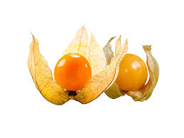 Image result for Physalis angulata