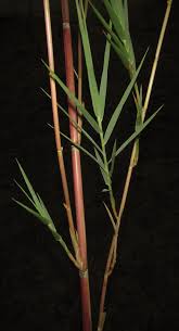 Image result for Phragmites mauritianus