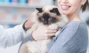 Cats aren't exactly easy to get them to do anything, especially take medicine. Benadryl For Cats Dosage Safety Side Effects Dosage Safety Side Effects All About Cats