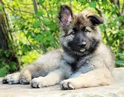 We did not find results for: All About Shiloh Shepherd Origin Behavior Trainability Puppy Price Health Facts