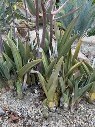 Image result for Eulophia